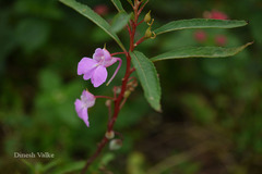 Impatiens balsamina